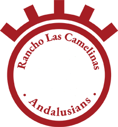 Las Camelinas Andalusians